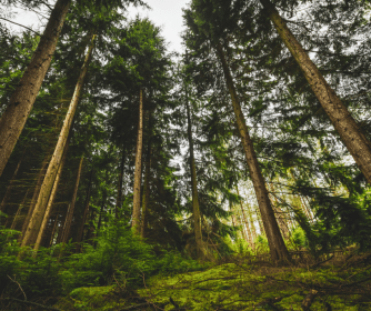Rheological Properties of Southern Pine Oleoresins
