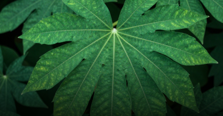 Unlocking the Healing Power of Cassava Leaves: Simple Extraction Methods for Everyday Wellness